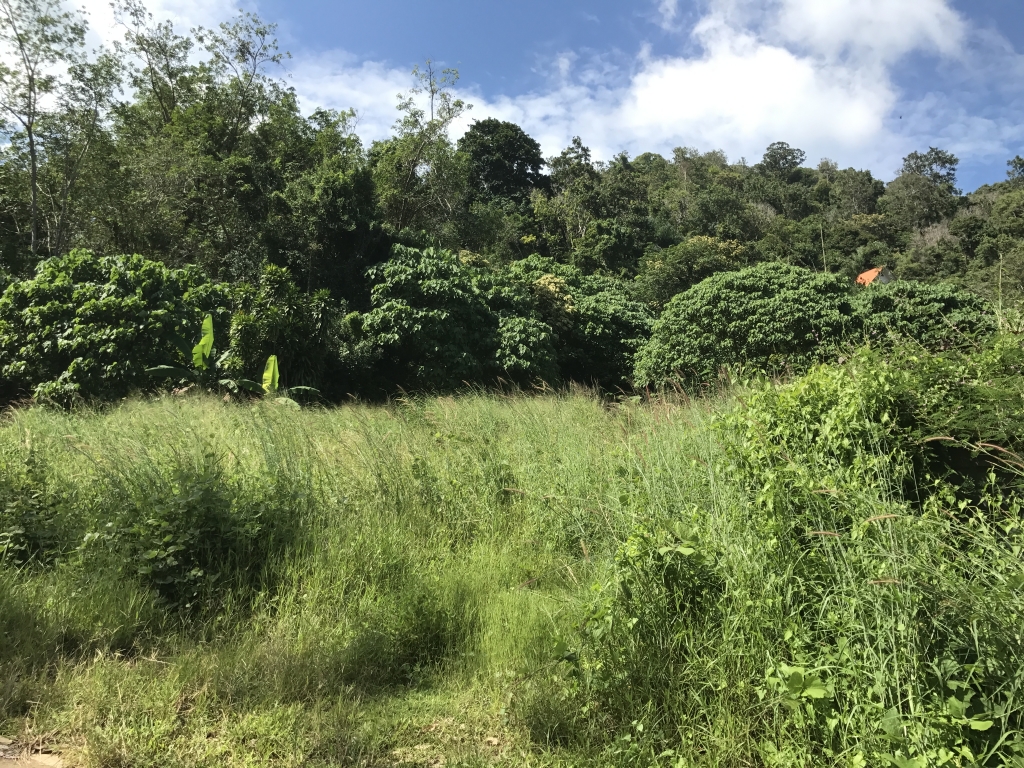 Land for Sale – Rawai 